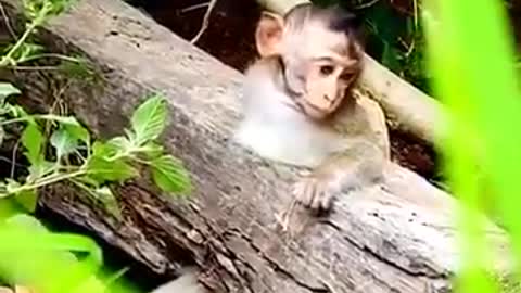 A Monkey Trapped & Dog Save His Life | Dog Save Monkey's life