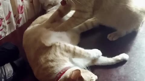 Person Watches Cat Give Therapeutic Massage to Fellow Cat