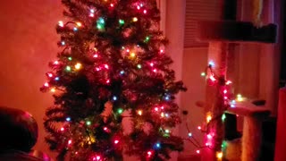 Christmas Tree still up