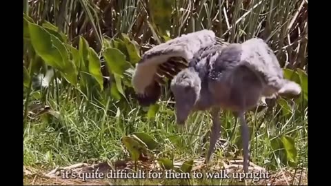 This is shoebill also known as silly bird 😅🤩