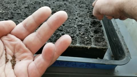 How I Sow Seeds In Seed Starting Trays - Sowing Broccoli