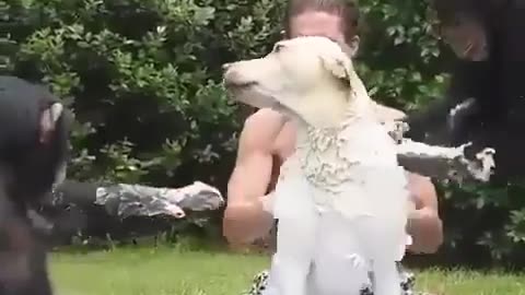 Funny dog taking a bath