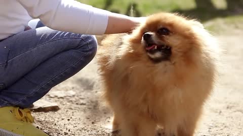 A girl stroking a pomeranian dog