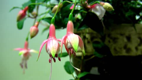 Blooming Flower -Time Lapse-