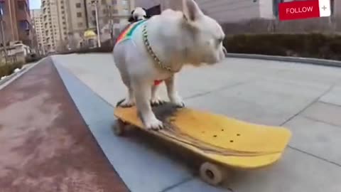 Let's see a dog ride a skateboard!?