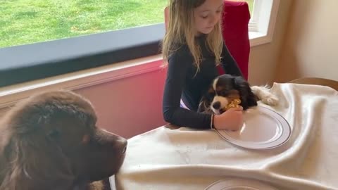 Big doggy and little puppy get tasty Christmas treats