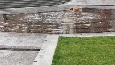 Playing Pup Finds Fun in a Fountain