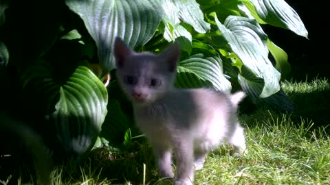 Very Cute Little Kittens Playing Around In The Backyard