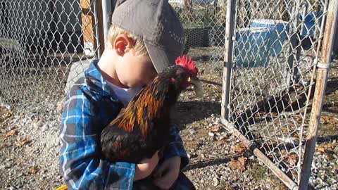 Little Boy Shares His Bread With Rooster
