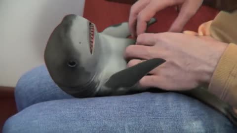 Surprised Baby Shark.
