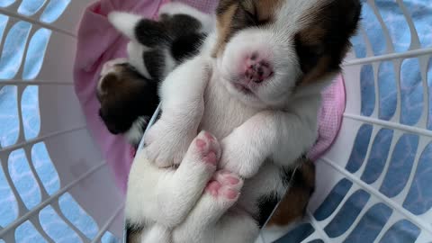 Beagle Puppy Sleeping in Makeshift Mask Hammock