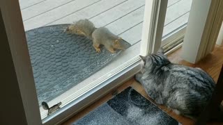 Is this brave squirrel taunting or trying to befriend the cat?