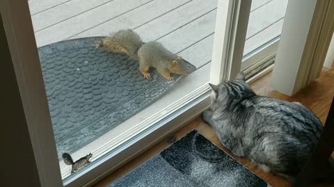 Is this brave squirrel taunting or trying to befriend the cat?