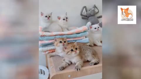 Cute Cats Best Funny Cat Videos 2021 #6