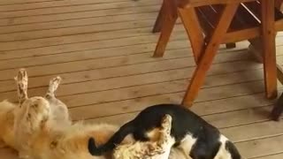 Black and white cat wrestling with white and brown spotted dog on wooden floor