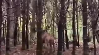 Flying reindeer awesome footage 😱😱😍👍