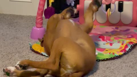 Boxer Plays On Baby Mat