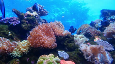 Marine Life Of Fishes And Corals Underwater