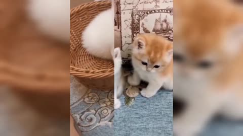 ADORABLE FUNNY KITTENS PLAYING