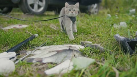 British shorthair cat walking near spear fishing Freshwater Fish at grass in camping