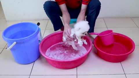 First cute Pomeranian Puppy Bath |Funny Dog