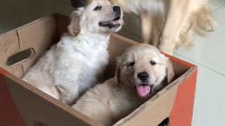 Golden Retriever Gets Puppies For Christmas
