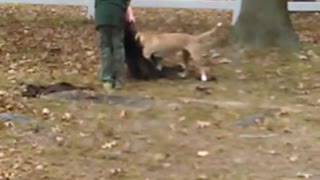 3 kids playing tug of war