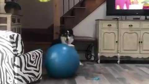 This dog can play volleyball all by himself