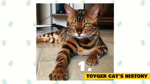 Toyger cats : interesting facts