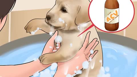 Use Apple Cider Vinegar (ACV) to our Dogs