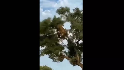Most Amazing Big Lion Attack Compilation On Tree, Most Amimal Funny Video