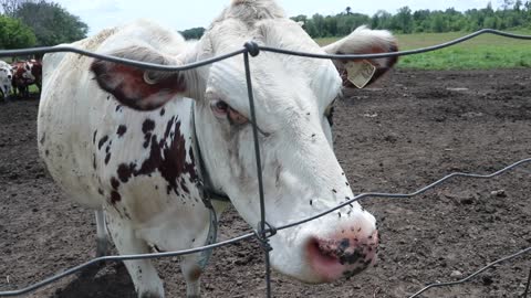 Curious Cow