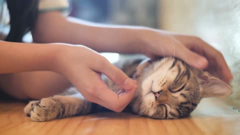 Why Do Cats Like To Sleep With Us?