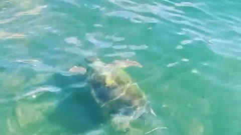 beautiful turtle swimming and being filmed