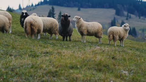 Cute sheep in the pasture cloudy autumn day in mountain farm