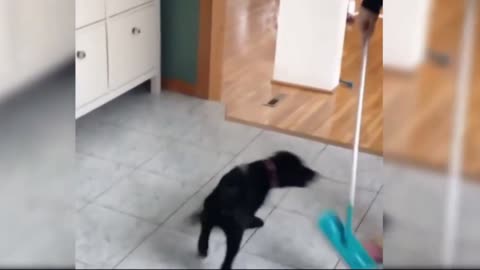 Falling dog
