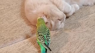 Кот и птица, милые животные #21