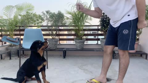 Training dog to speak (bark) with commands