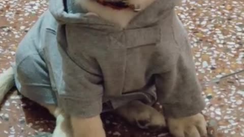 cute & funny dog -tik tok funny dog #shorts