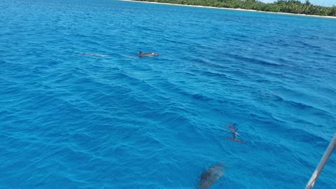 Guam Dolphin Cruise Show