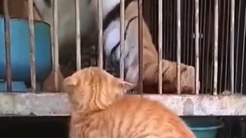 Funny animals videos | Cute animal videos | Funny Dog&Cats videos |Hilarious pet video| Funny video