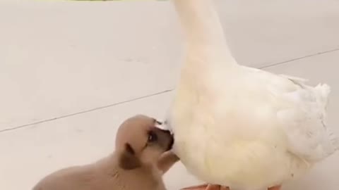 Mother duck is to be carried