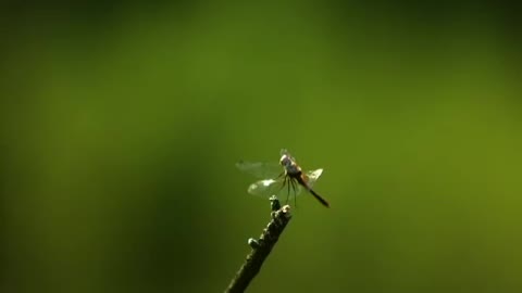 Ultra Slow Motion Of Dragonfly