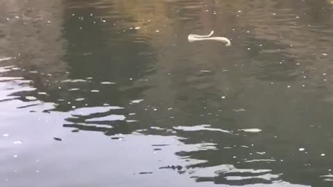 Rattlesnake Goes for a Swim