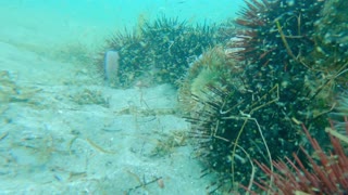 the beauty of the underwater scenery that makes the eyes fresh