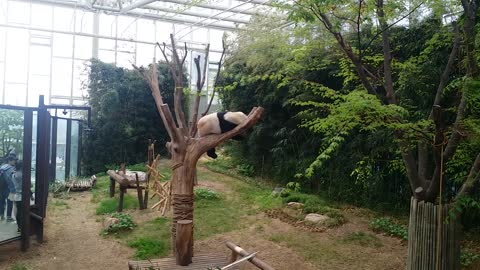 Panda miraculously sleeps on a tree branch without falling