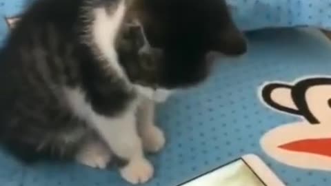 os cachorros e gatos mais fofos