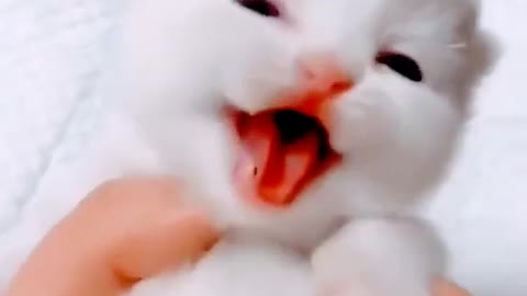 Cute baby cat sound is touching awww..