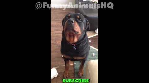 Rottweiler in trouble for mischief