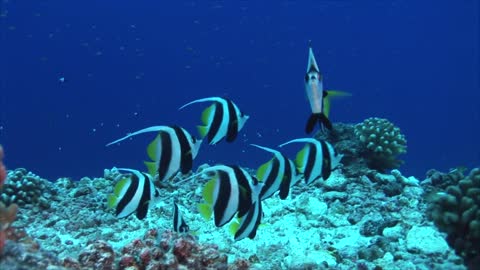 Tropical Fish Banner Fish on Coral Reef